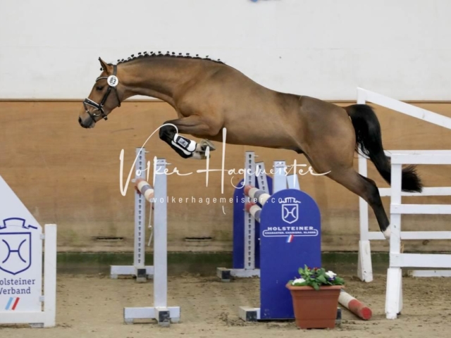 PSB Körung Freitag 10