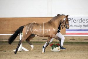 PSB Körung Samstag 4