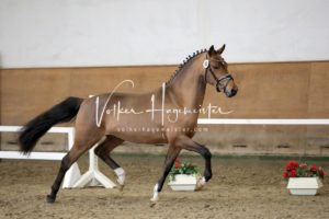 PSB Körung Samstag 5