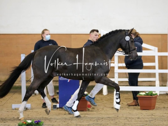 PSB Körung Freitag 11