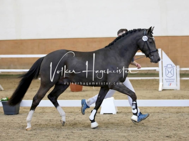 PSB Körung Freitag 12