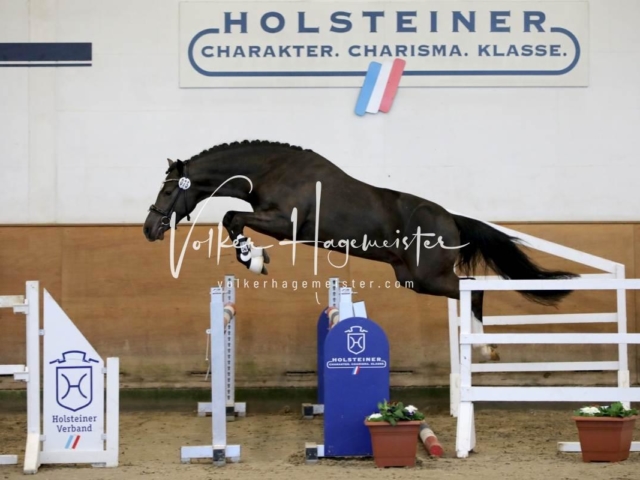 PSB Körung Freitag 13