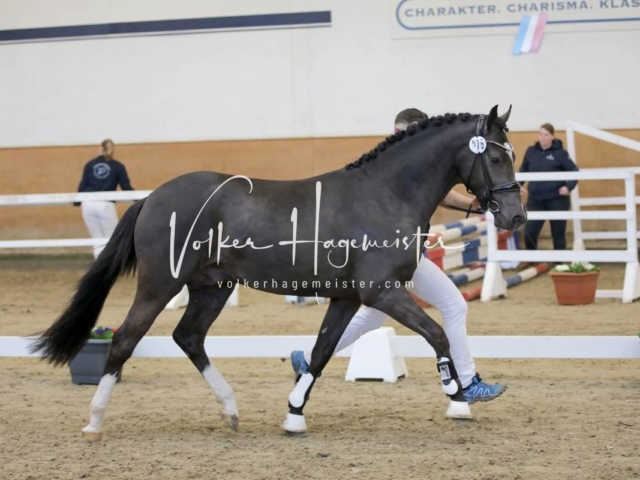 PSB Körung Freitag 14