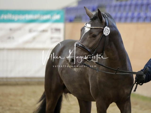 PSB Körung Freitag 15