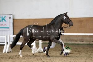 PSB Körung Samstag 6