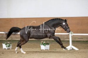 PSB Körung Samstag 7