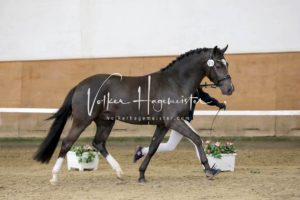 PSB Körung Samstag 11