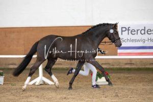 PSB Körung Samstag 13