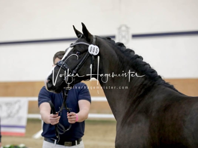 PSB Körung Freitag 18