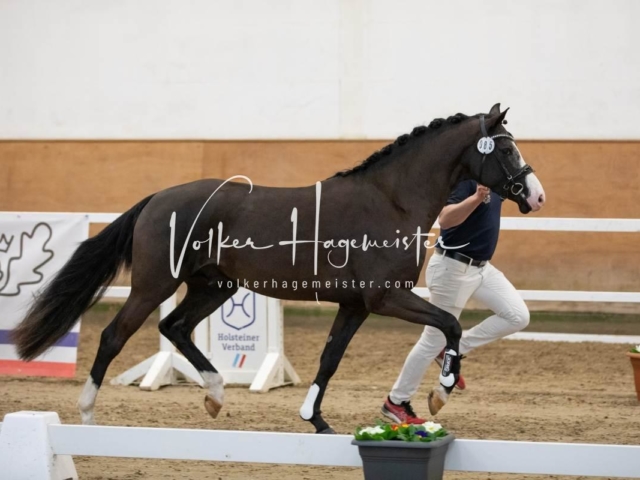 PSB Körung Freitag 19