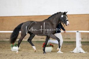 PSB Körung Samstag 14