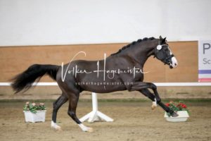 PSB Körung Samstag 15