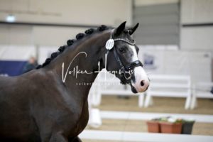 PSB Körung Samstag 16