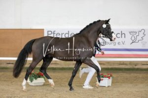 PSB Körung Samstag 17