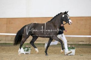 PSB Körung Samstag 18