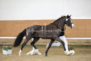 PSB Körung Samstag 19