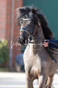 PSB Körung Sonntag 9