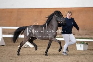 PSB Körung Sonntag 10