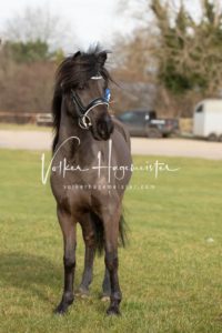 PSB Körung Sonntag 11