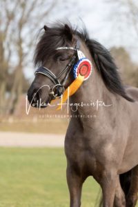 PSB Körung Sonntag 13