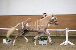 PSB Körung Samstag 21