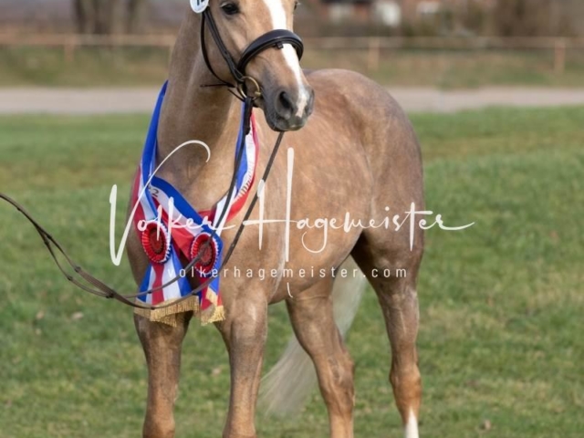 PSB Sieger und Impressionen 2