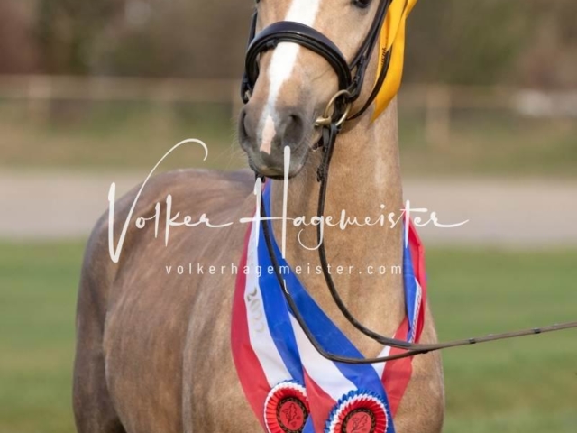 PSB Sieger und Impressionen 3