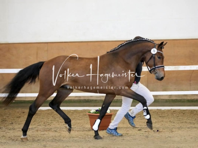 PSB Körung Freitag 22