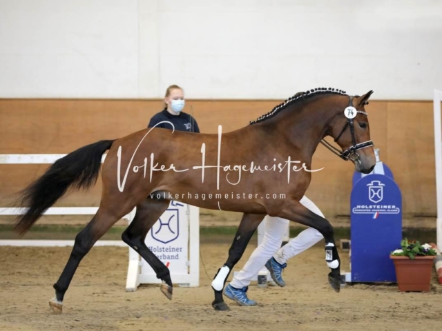 PSB Körung Freitag 23