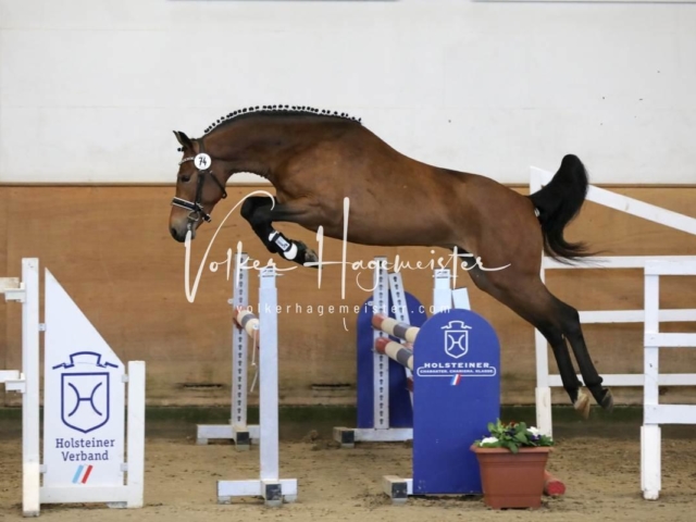 PSB Körung Freitag 24