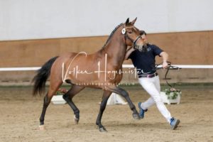 PSB Körung Samstag 22