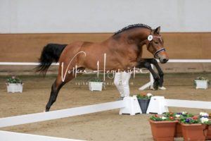 PSB Körung Samstag 23