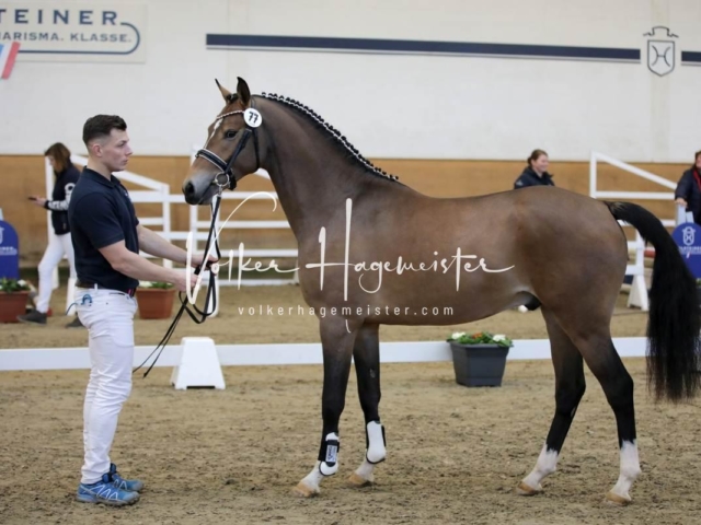 PSB Körung Freitag 25