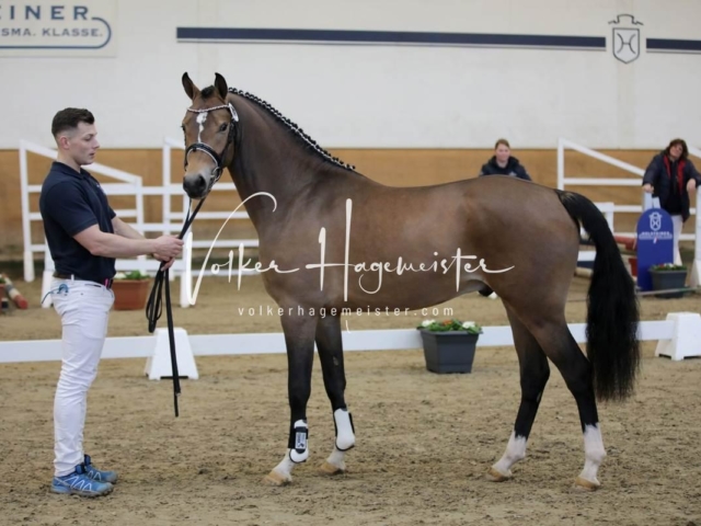 PSB Körung Freitag 26