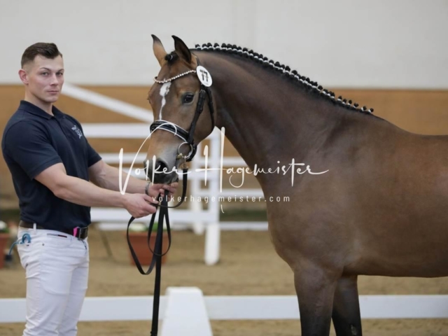 PSB Körung Freitag 27