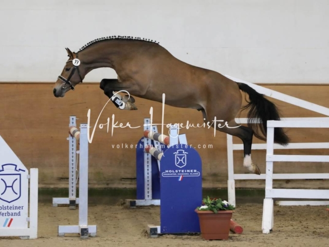 PSB Körung Freitag 28