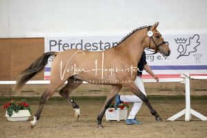 PSB Körung Samstag 25