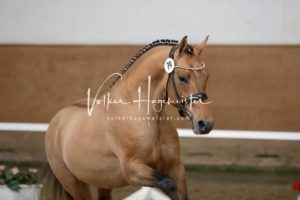 PSB Körung Samstag 26