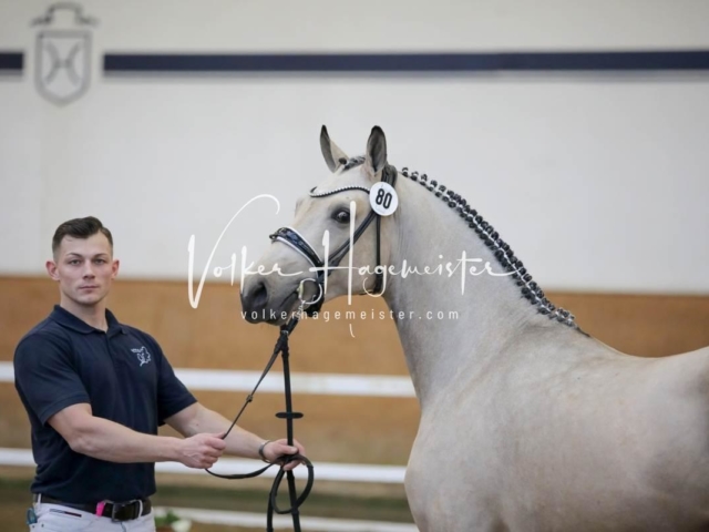 PSB Körung Freitag 29