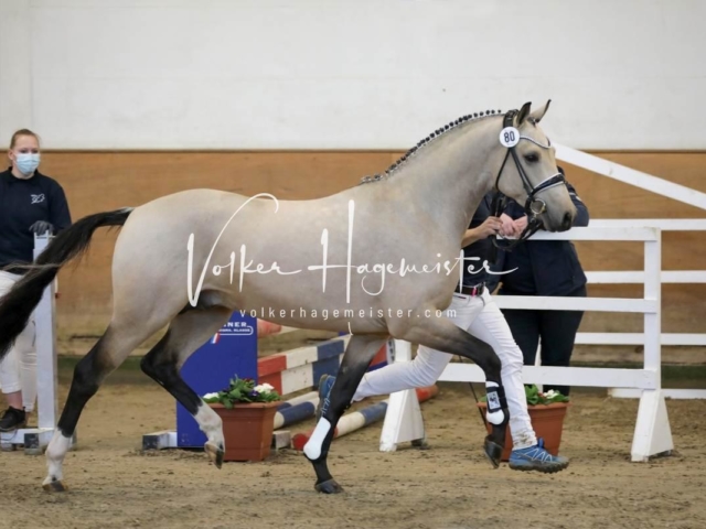 PSB Körung Freitag 30