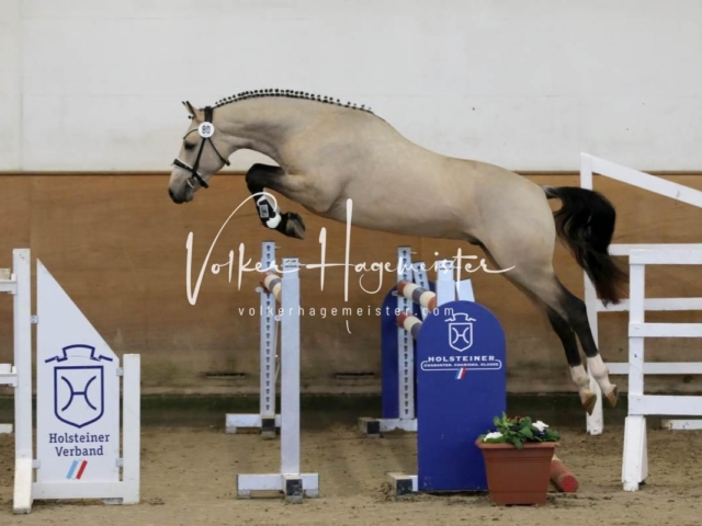 PSB Körung Freitag 1