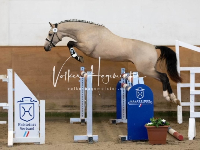 PSB Körung Freitag 2