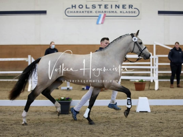 PSB Körung Freitag 3