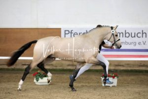 PSB Körung Samstag 27