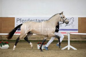 PSB Körung Samstag 28