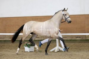 PSB Körung Samstag 29