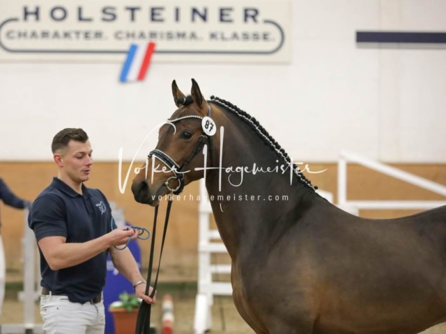 PSB Körung Freitag 4