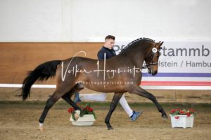 PSB Körung Samstag 2