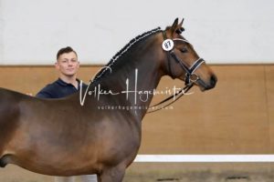 PSB Körung Samstag 4