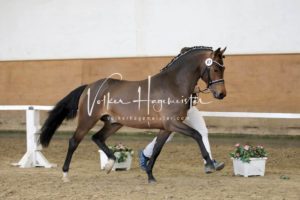 PSB Körung Samstag 5